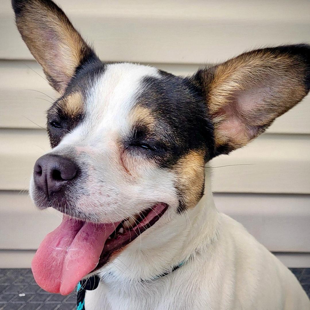 Frannie (VA), Adoptable, Young Female Rat Terrier.