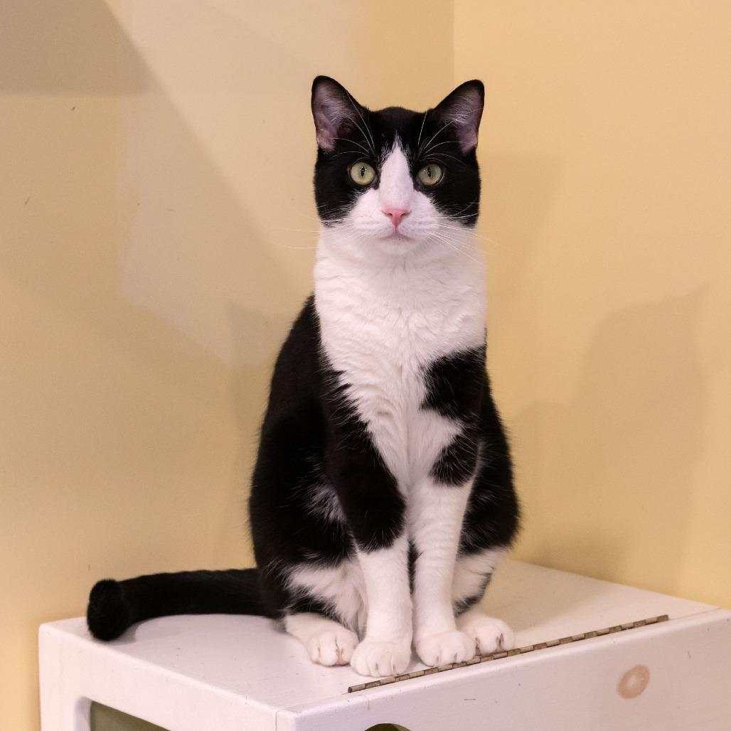 Felix Unger, Adoptable, Young Male Domestic Short Hair.