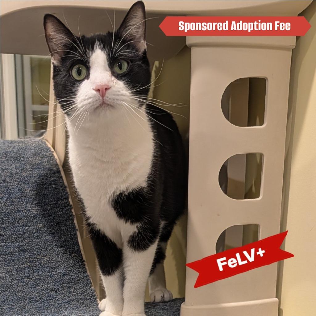 Enlarge Felix Unger, a Adoptable Domestic Short Hair in McKean, PA image 2/6