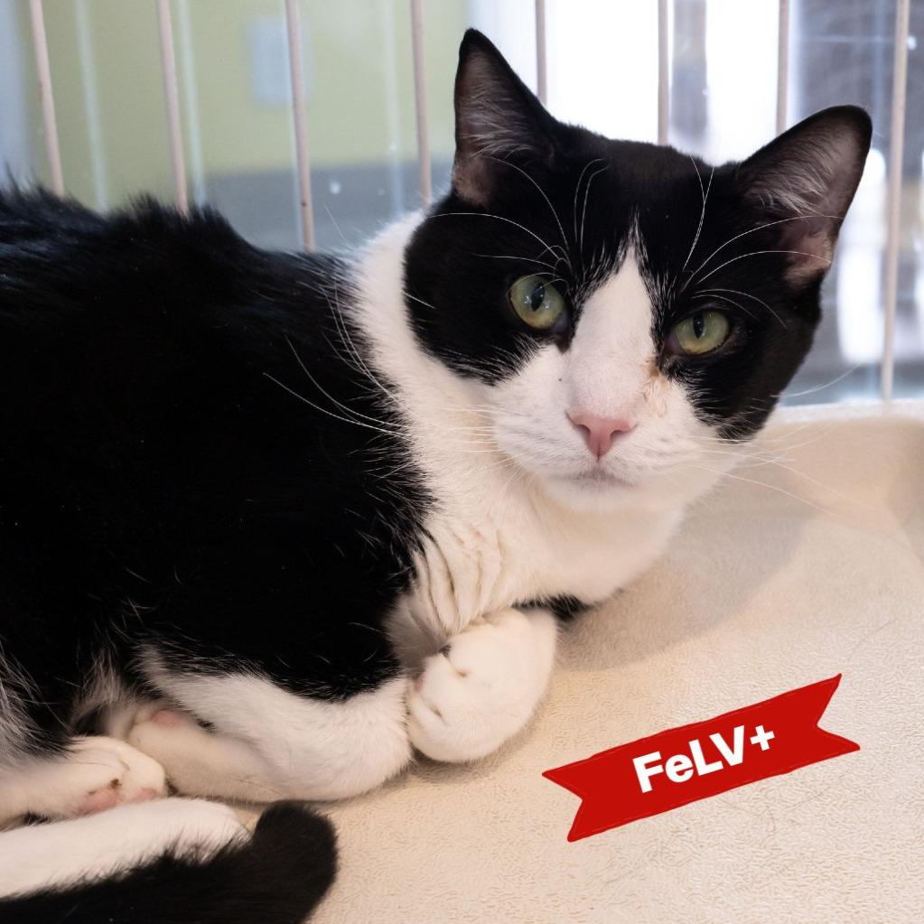 Enlarge Felix Unger, a Adoptable Domestic Short Hair in McKean, PA image 4/6