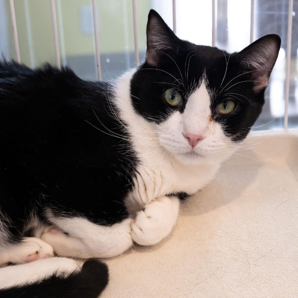 Enlarge Felix Unger, a Adoptable Domestic Short Hair in McKean, PA image 5/6