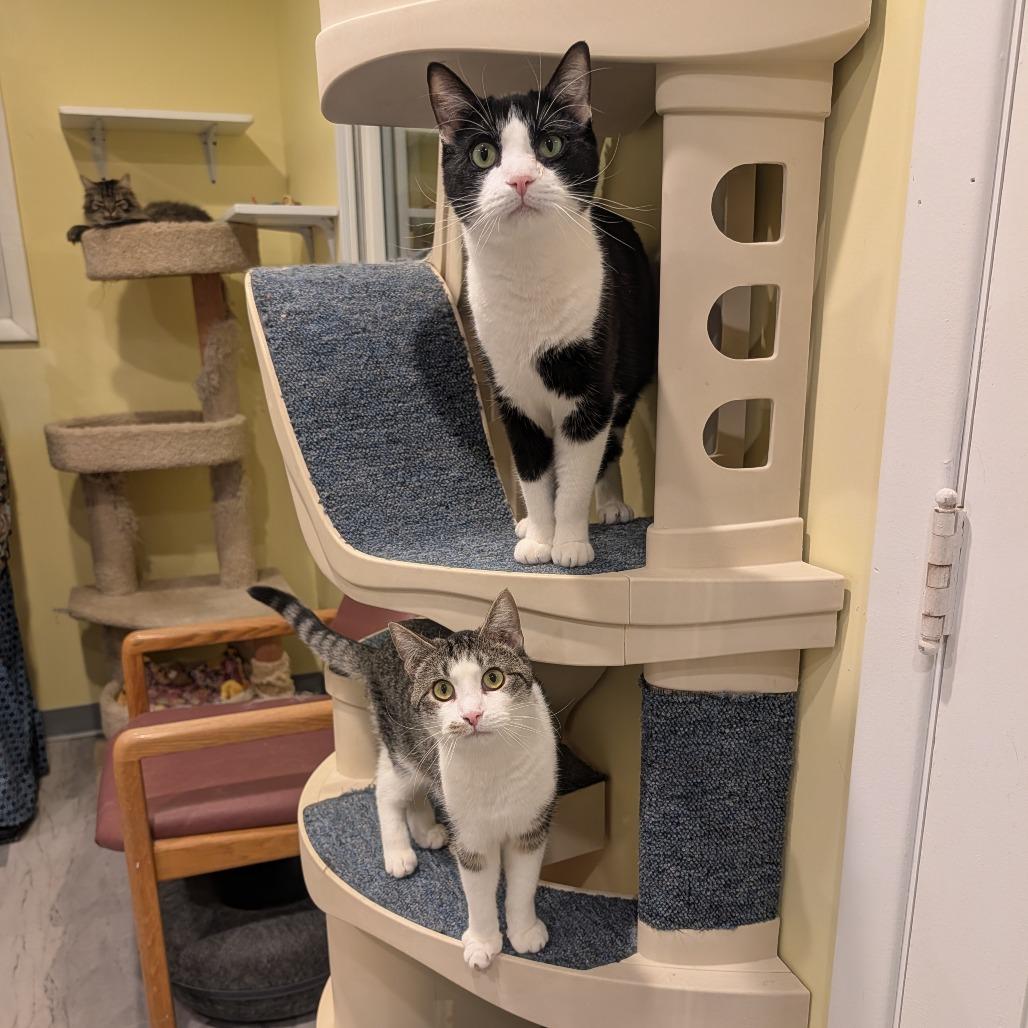 Enlarge Felix Unger, a Adoptable Domestic Short Hair in McKean, PA image 6/6