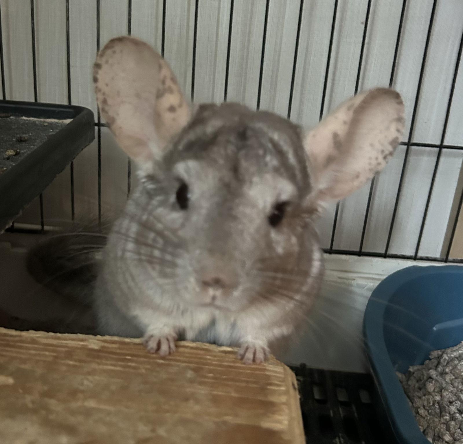Flipsy Nipsy, a Adoptable Chinchilla in Mount Pleasant, SC image 2/2