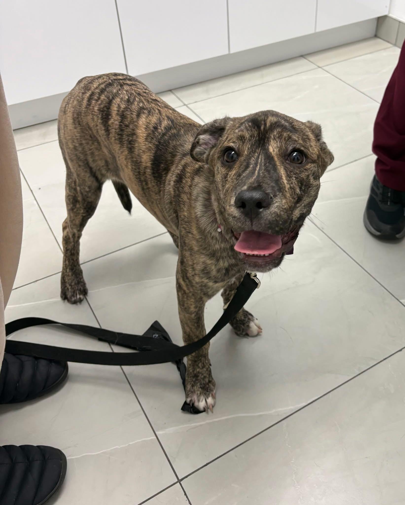 Enlarge Willow, an adopted Presa Canario in Clarksburg, ON image 1/1
