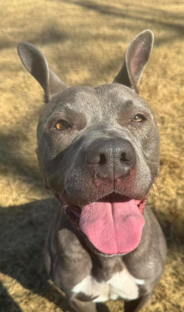 Enlarge Moonshine, a Adoptable Pit Bull Terrier in East Ridge, TN image 1/6