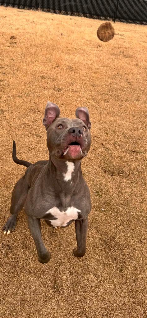 Enlarge Moonshine, a Adoptable Pit Bull Terrier in East Ridge, TN image 3/6