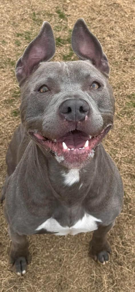 Enlarge Moonshine, a Adoptable Pit Bull Terrier in East Ridge, TN image 2/6