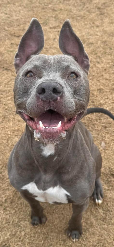 Enlarge Moonshine, a Adoptable Pit Bull Terrier in East Ridge, TN image 4/6
