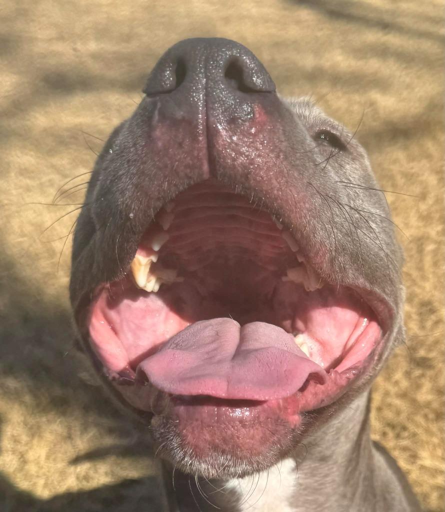 Enlarge Moonshine, a Adoptable Pit Bull Terrier in East Ridge, TN image 5/6