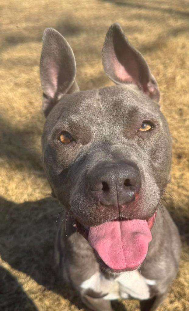Enlarge Moonshine, a Adoptable Pit Bull Terrier in East Ridge, TN image 6/6