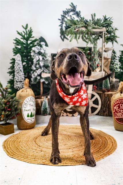 SOLE, Adoptable, Adult Male Pit Bull Terrier & Mixed Breed.