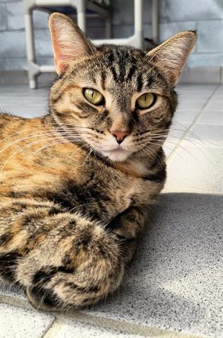 Enlarge GABBY, a Adoptable Domestic Short Hair in Canfield, OH image 1/1