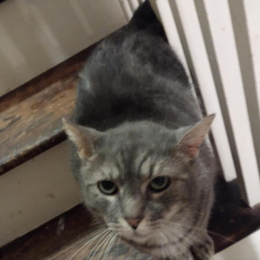 Furguson, Adoptable, Senior Male Domestic Short Hair.