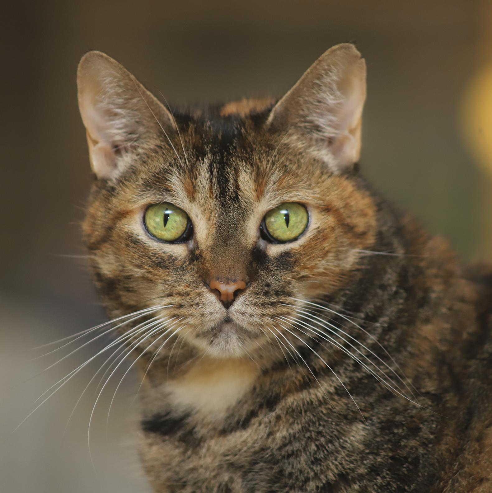 Sweetness - CSC — thumbnail 2