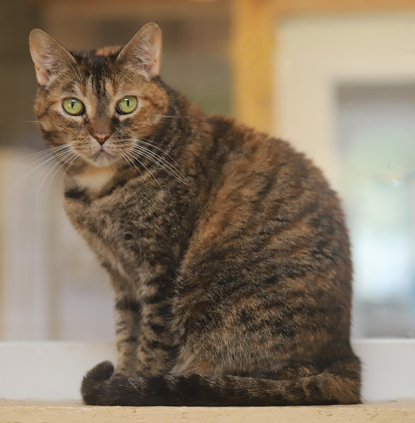 Sweetness - CSC — thumbnail 3