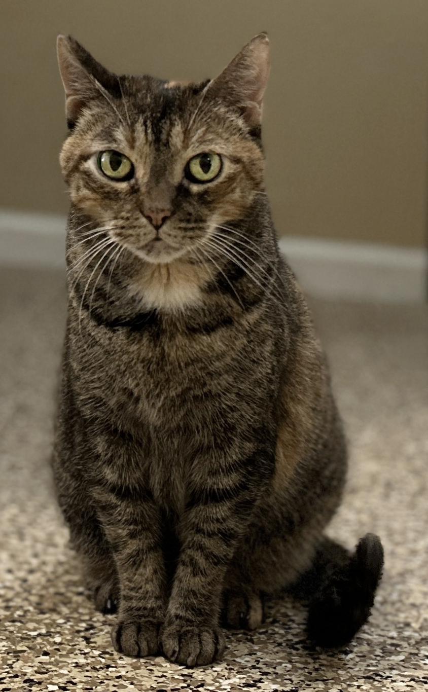 Sweetness - CSC — thumbnail 4