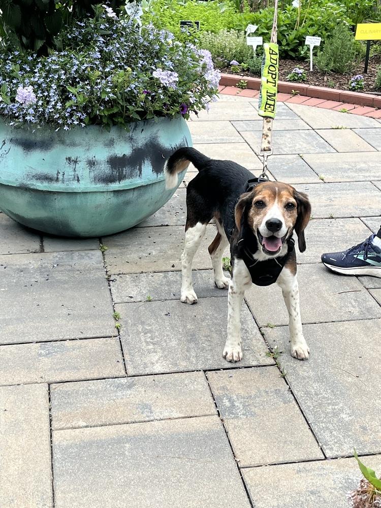 Enlarge Mikey - 25112, a Adoptable Beagle in Armonk, NY image 1/4