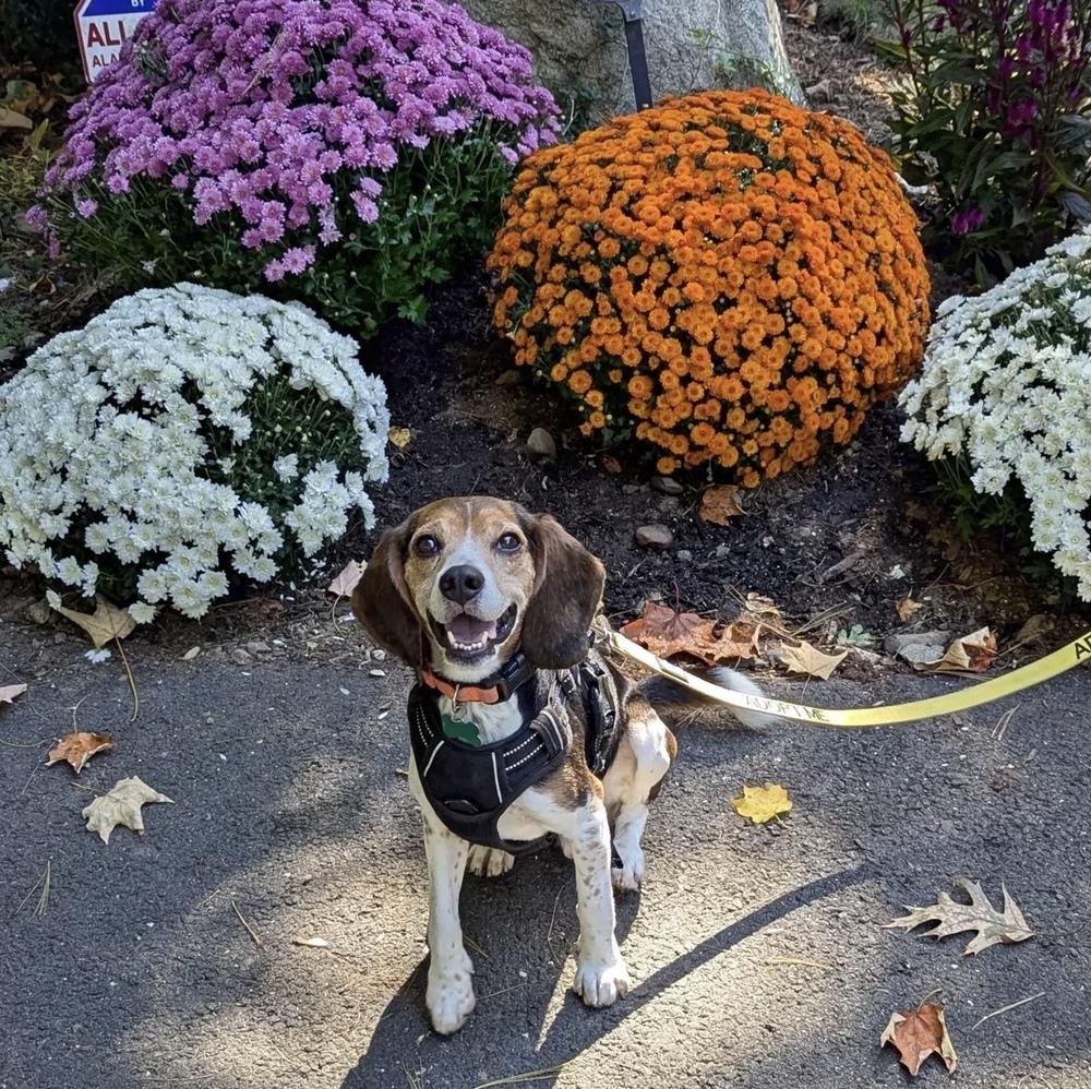 Enlarge Mikey - 25112, a Adoptable Beagle in Armonk, NY image 2/6