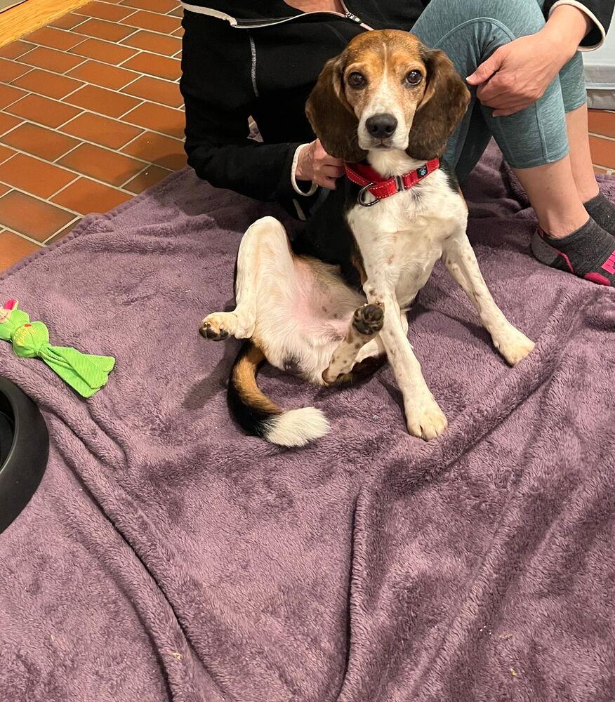 Enlarge Mikey - 25112, a Adoptable Beagle in Armonk, NY image 3/6