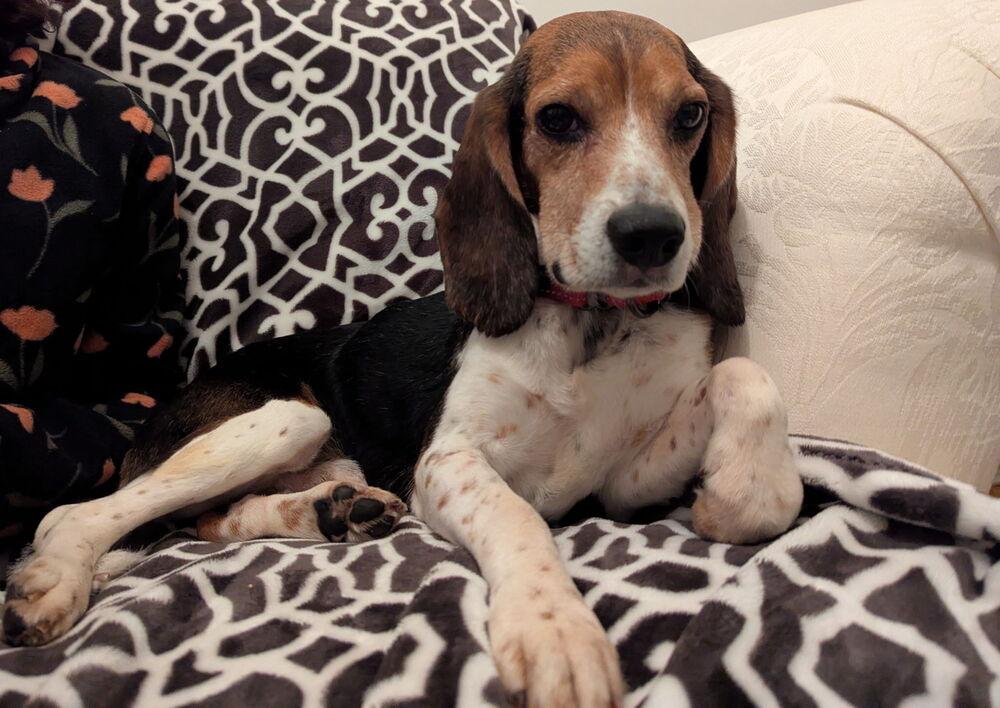 Enlarge Mikey - 25112, a Adoptable Beagle in Armonk, NY image 4/6
