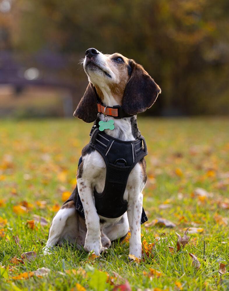 Enlarge Mikey - 25112, a Adoptable Beagle in Armonk, NY image 5/6