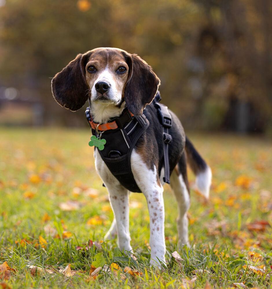 Enlarge Mikey - 25112, a Adoptable Beagle in Armonk, NY image 6/6