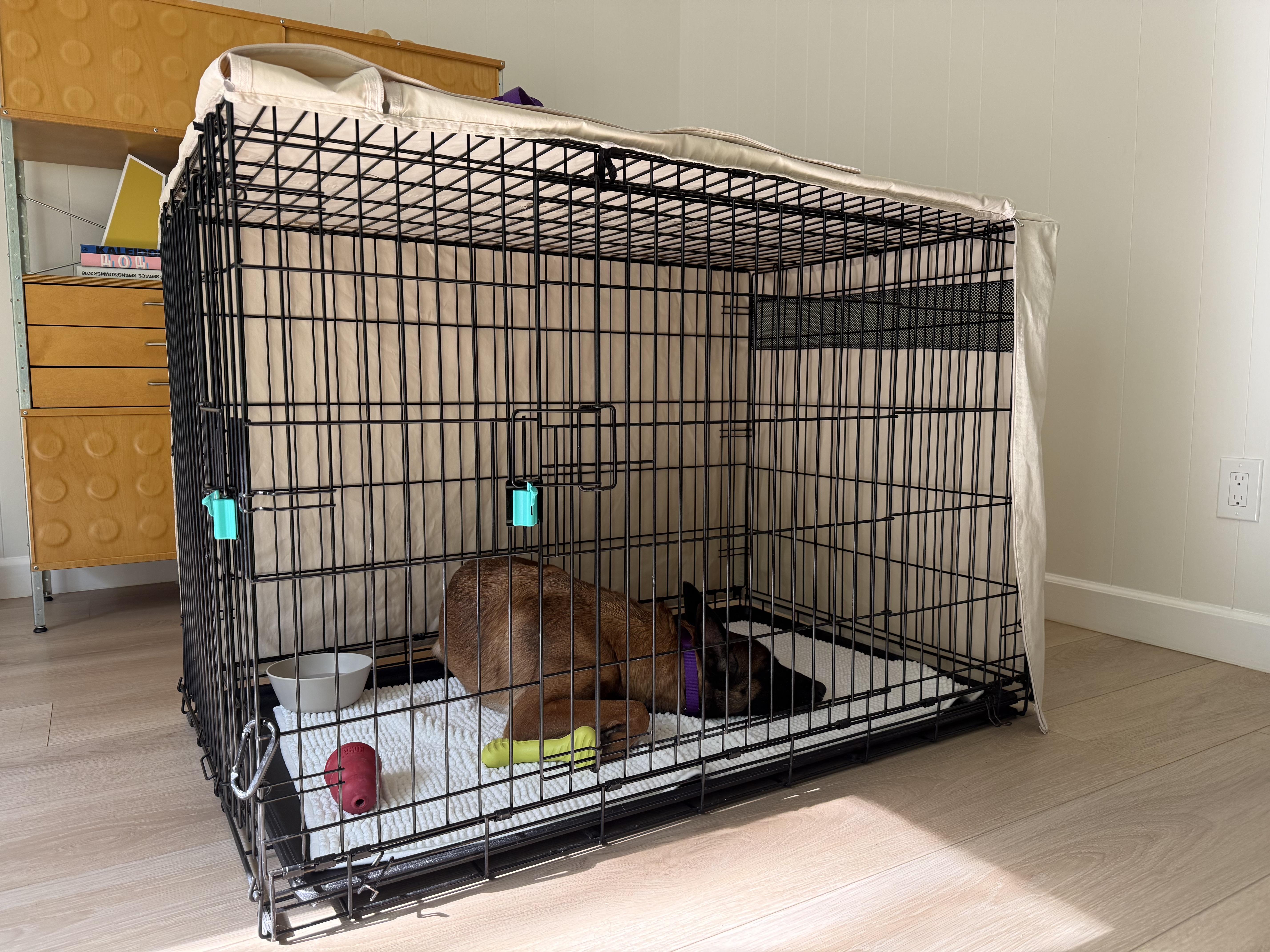 Vinca, Adoptable, Adult Female Belgian Shepherd / Malinois.