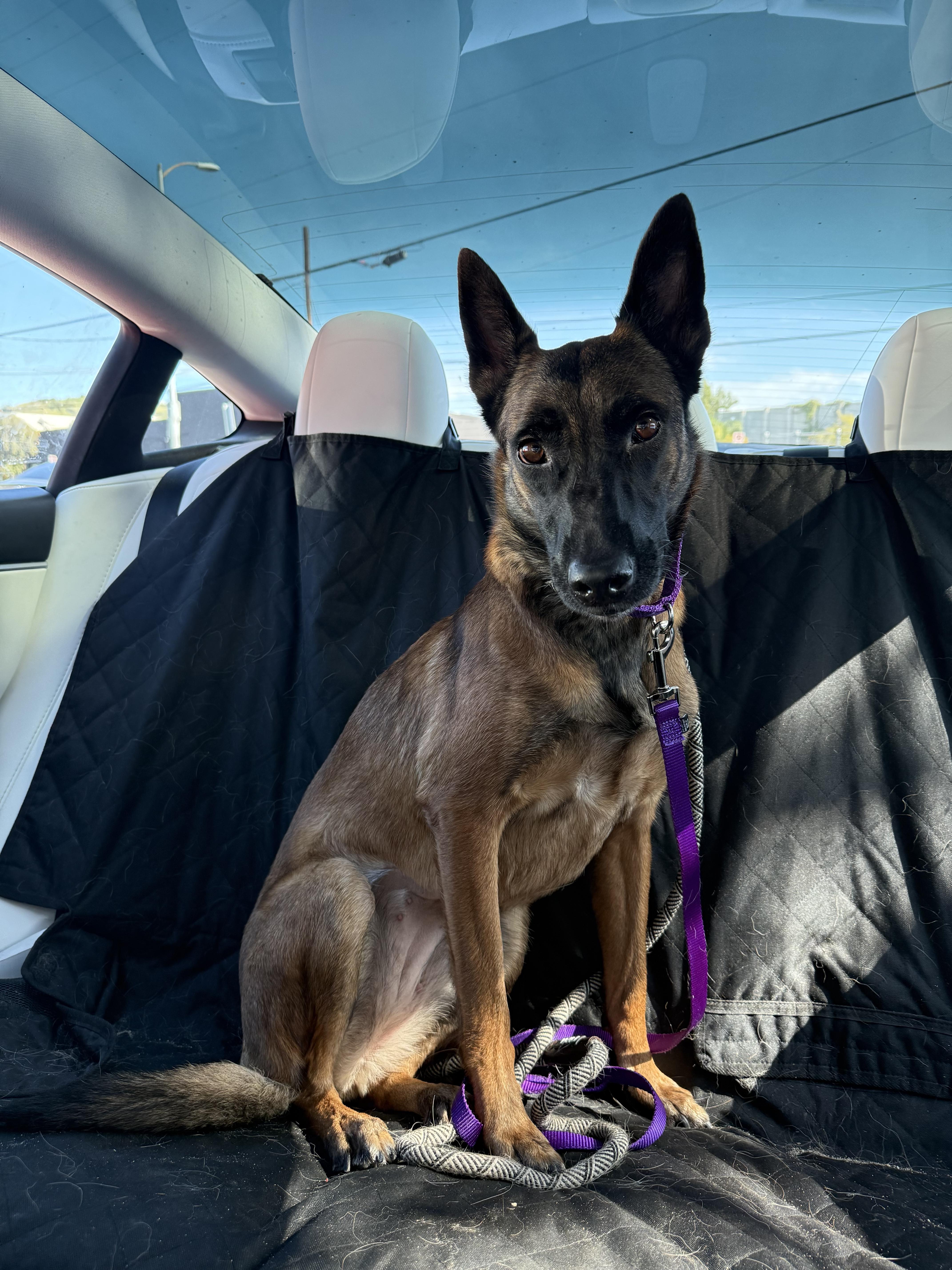 Vinca, a Adoptable Belgian Shepherd / Malinois in Vancouver, WA image 2/6