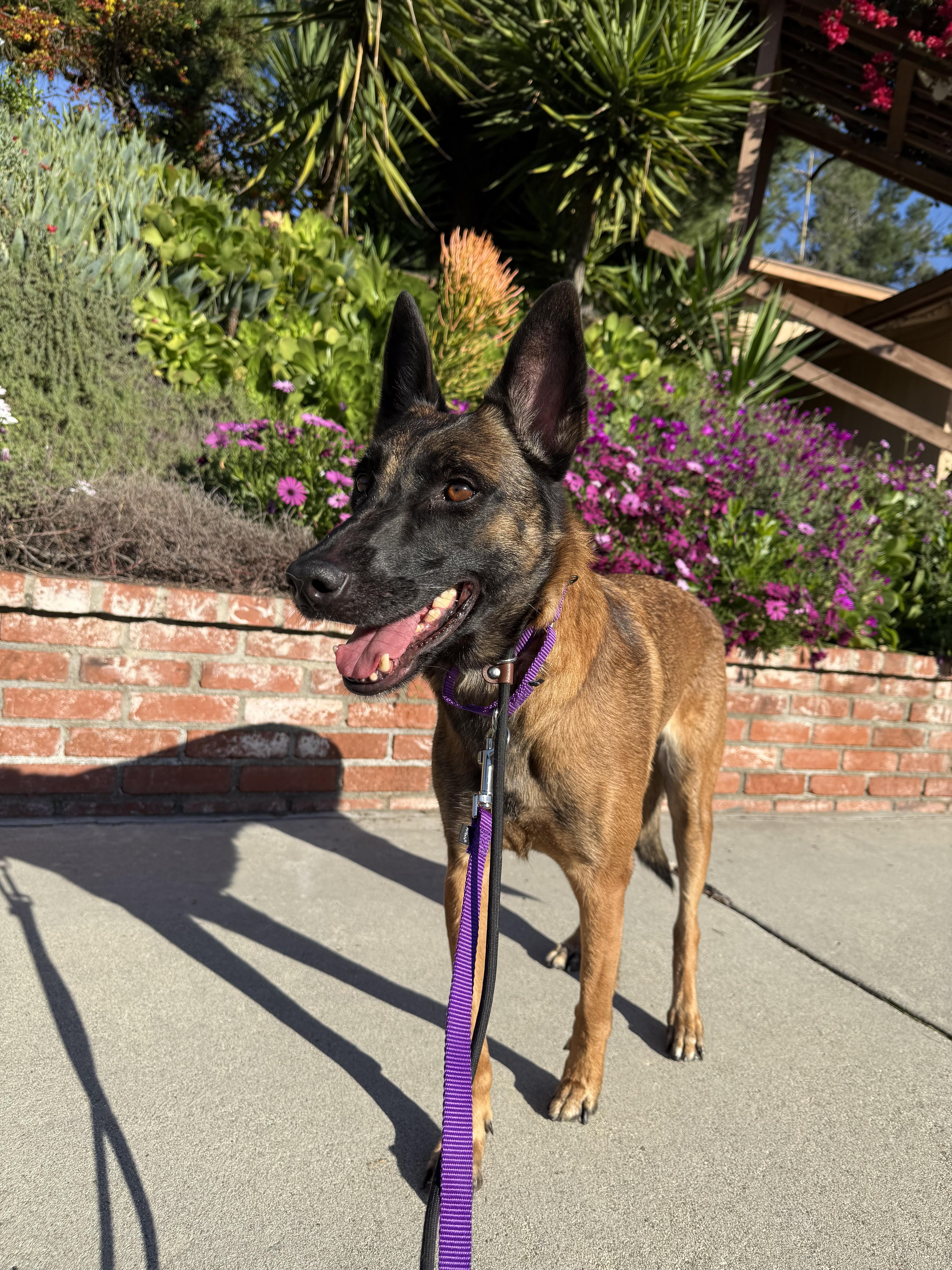Vinca, a Adoptable Belgian Shepherd / Malinois in Vancouver, WA image 3/6