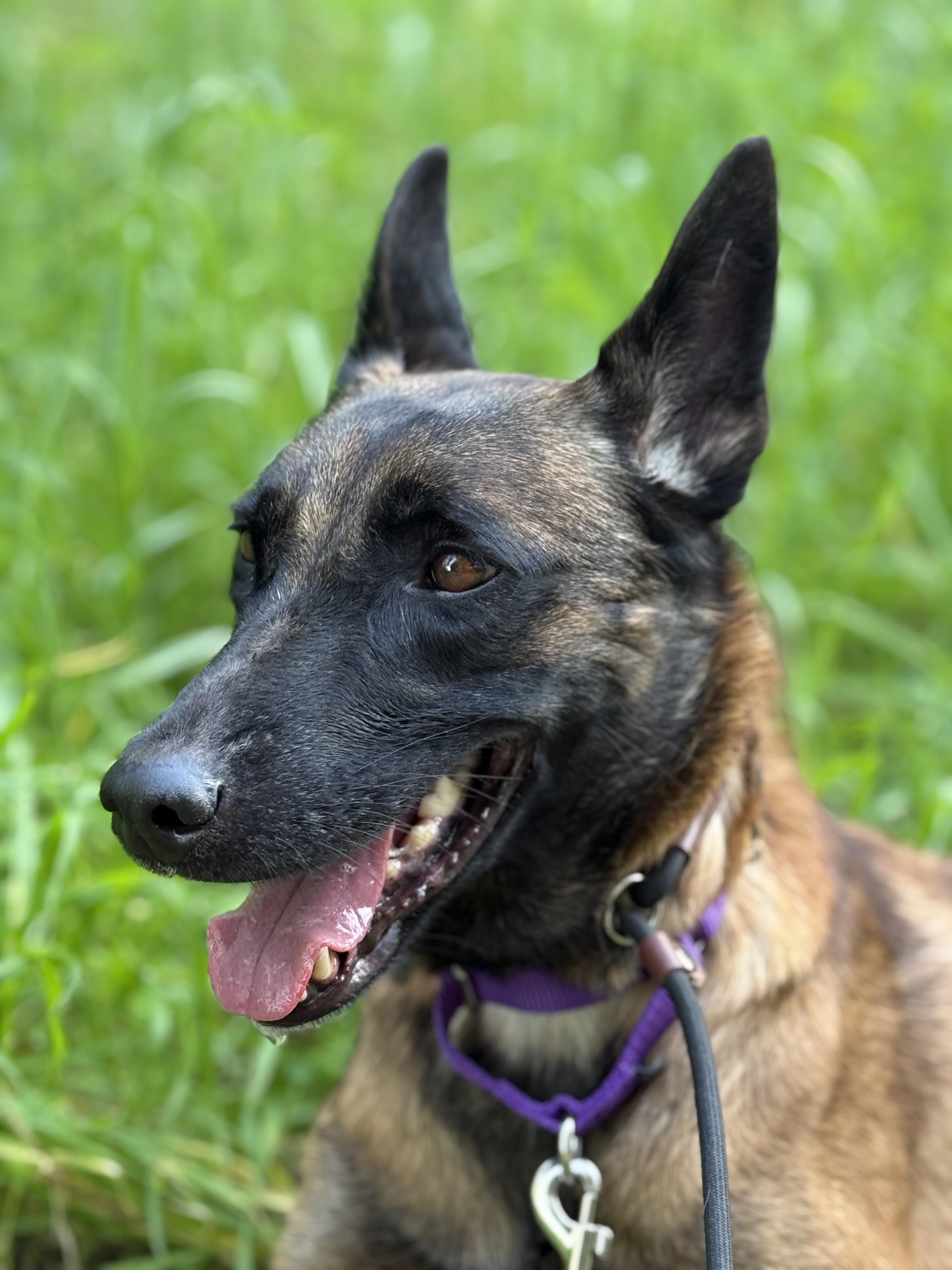Vinca, a Adoptable Belgian Shepherd / Malinois in Vancouver, WA image 4/6