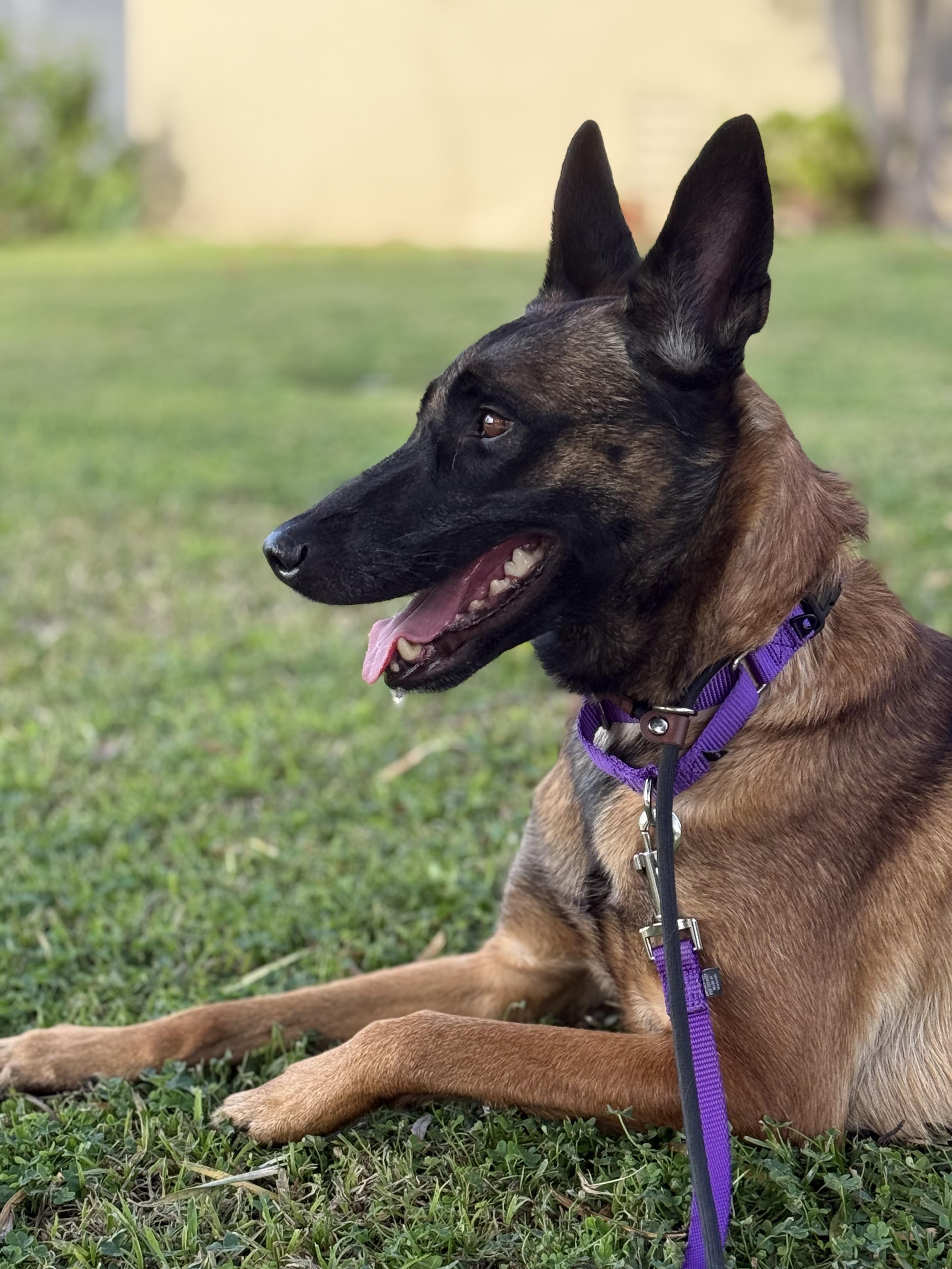 Vinca, a Adoptable Belgian Shepherd / Malinois in Vancouver, WA image 5/6
