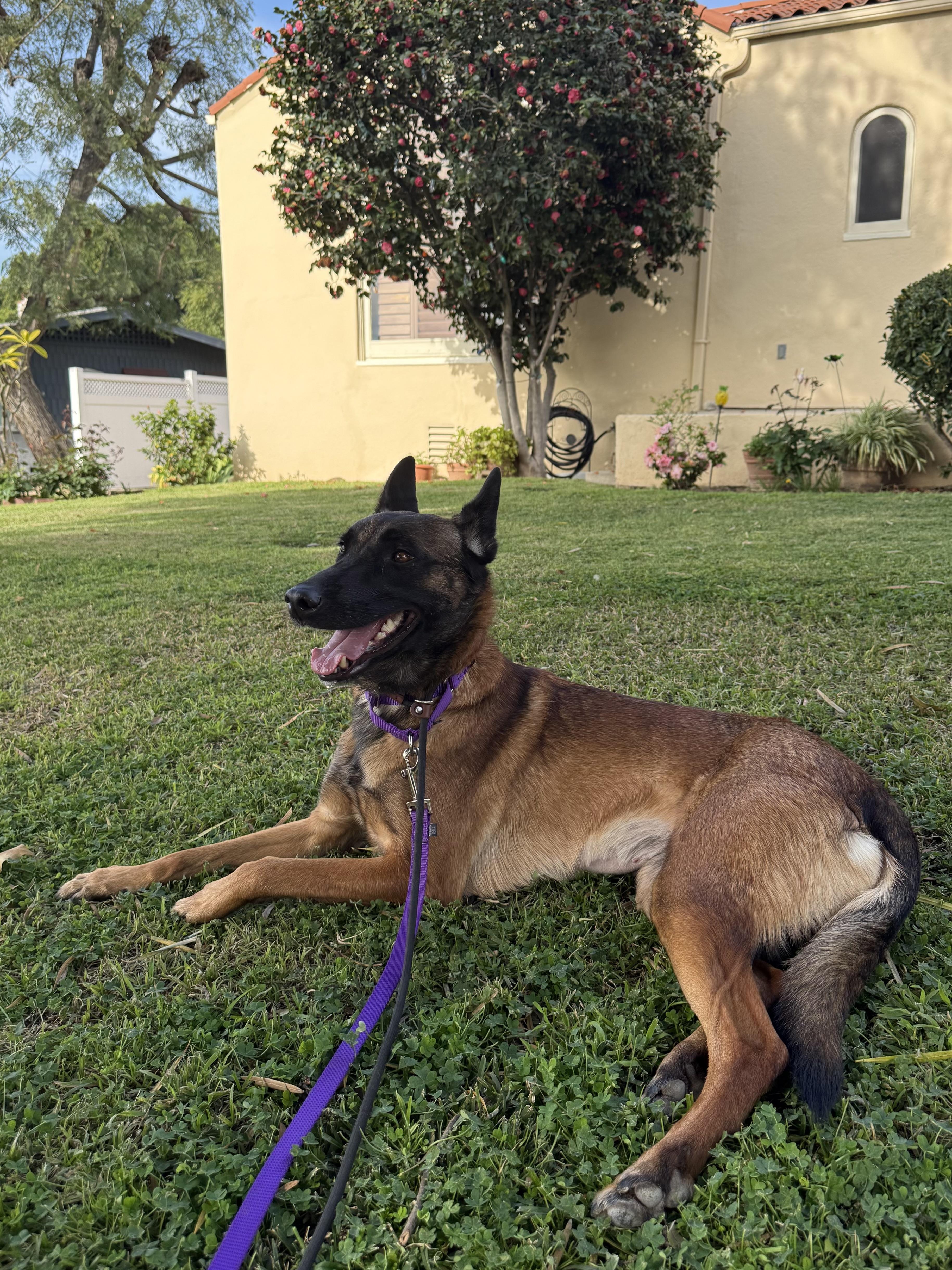 Vinca, a Adoptable Belgian Shepherd / Malinois in Vancouver, WA image 6/6