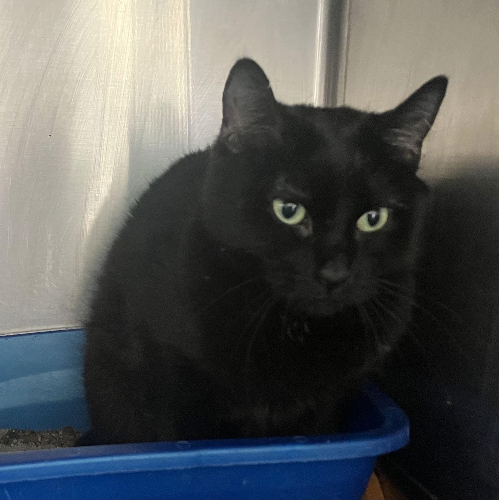 Lucky Charms - Black Cat - Foster Care, Adoptable, Adult Female Domestic Short Hair.