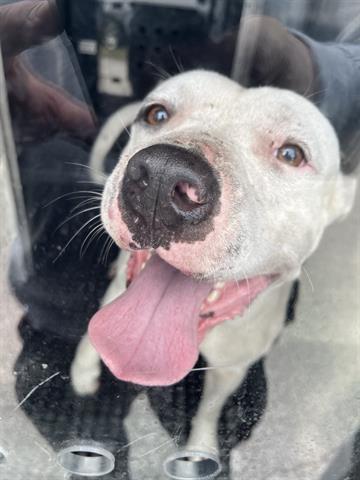 Enlarge BART, a Adoptable American Bulldog in Miami, FL image 1/1