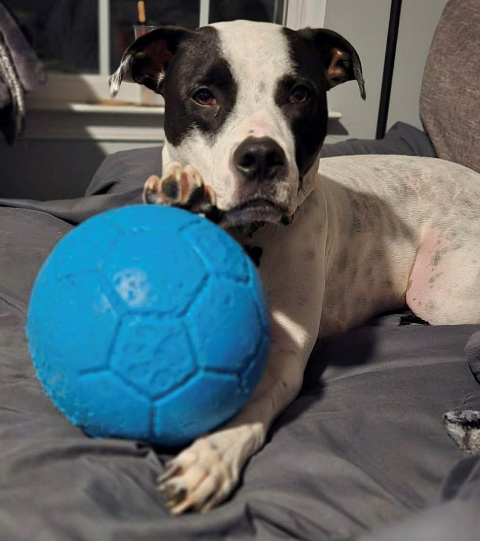 Tatum, a Adoptable mixed breed in Charlotte, NC image 3/6