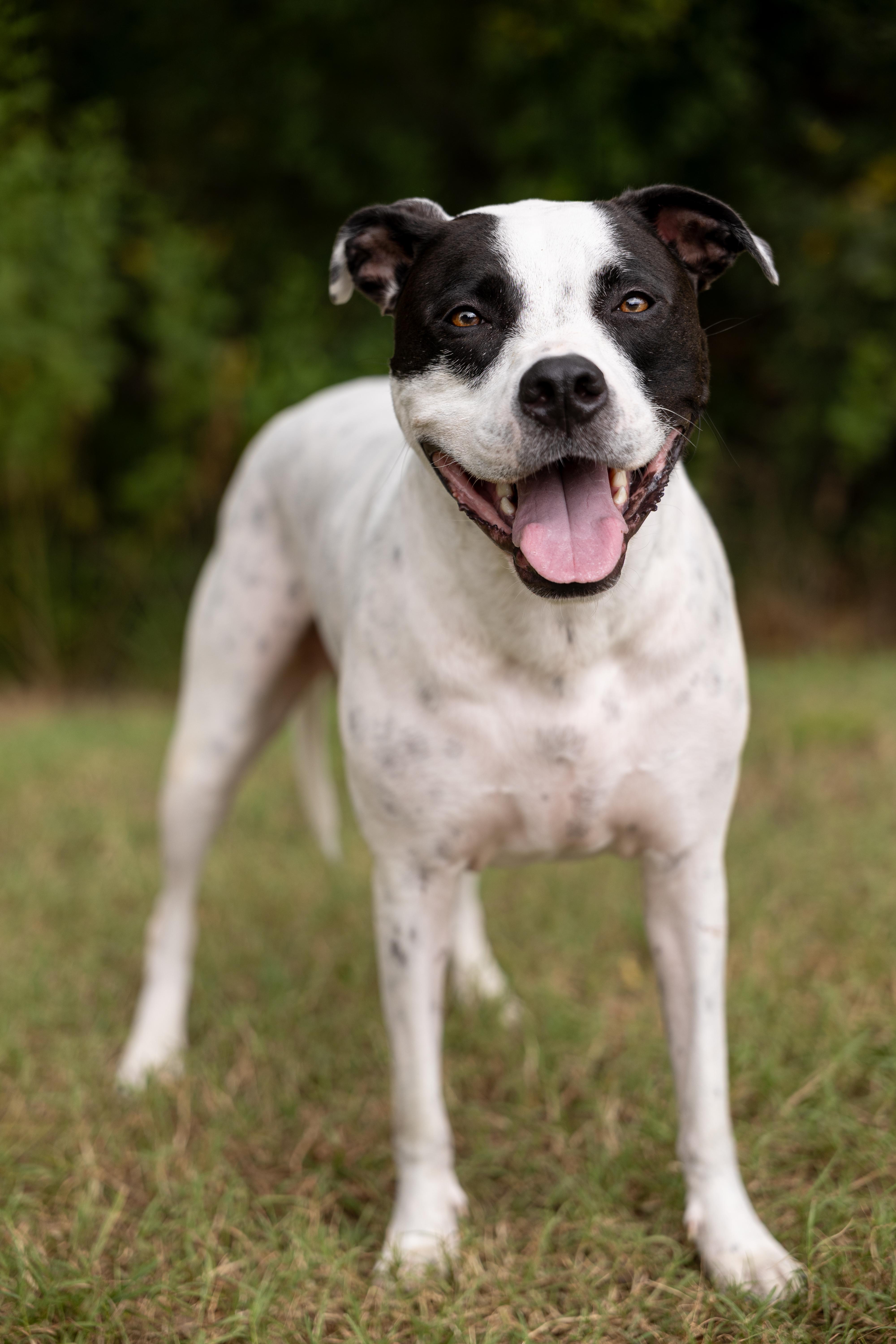 Tatum, Adoptable, Adult Male Pit Bull Terrier & Pointer.