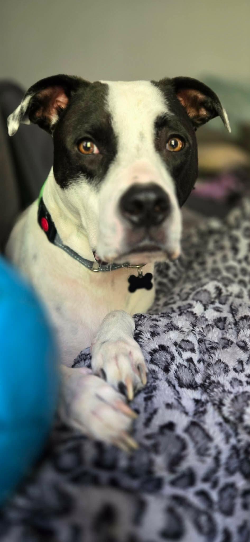 Tatum, Adoptable, Adult Male Pit Bull Terrier & Pointer.