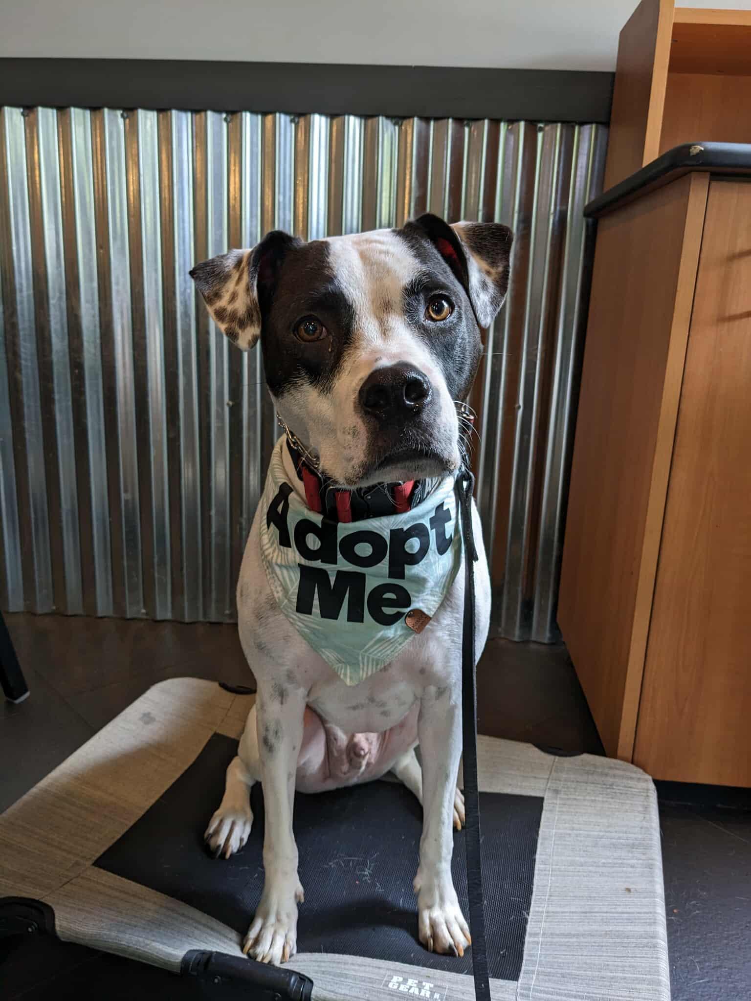 Tatum, Adoptable, Adult Male Pit Bull Terrier & Pointer.