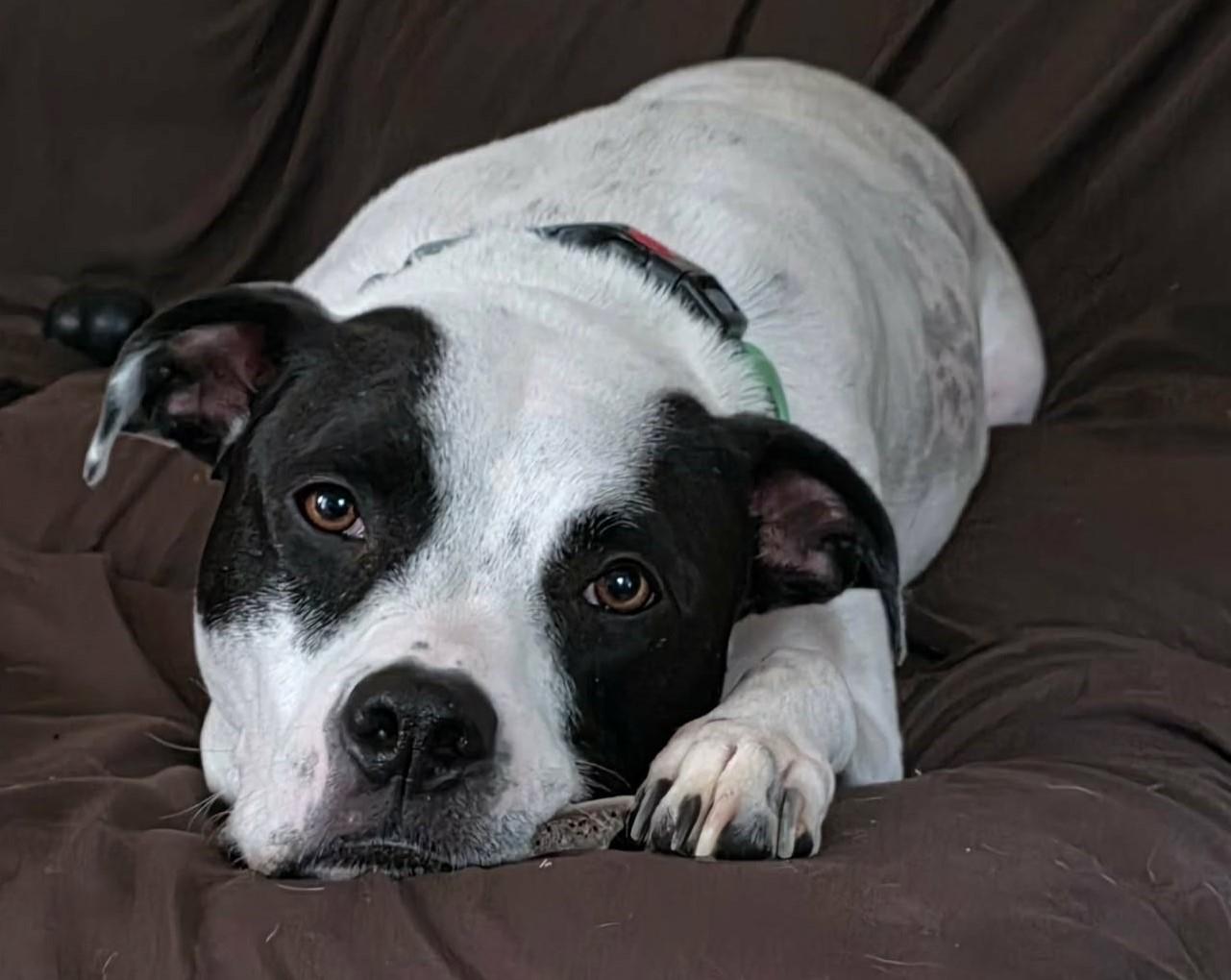 Tatum, Adoptable, Adult Male Pit Bull Terrier & Pointer.