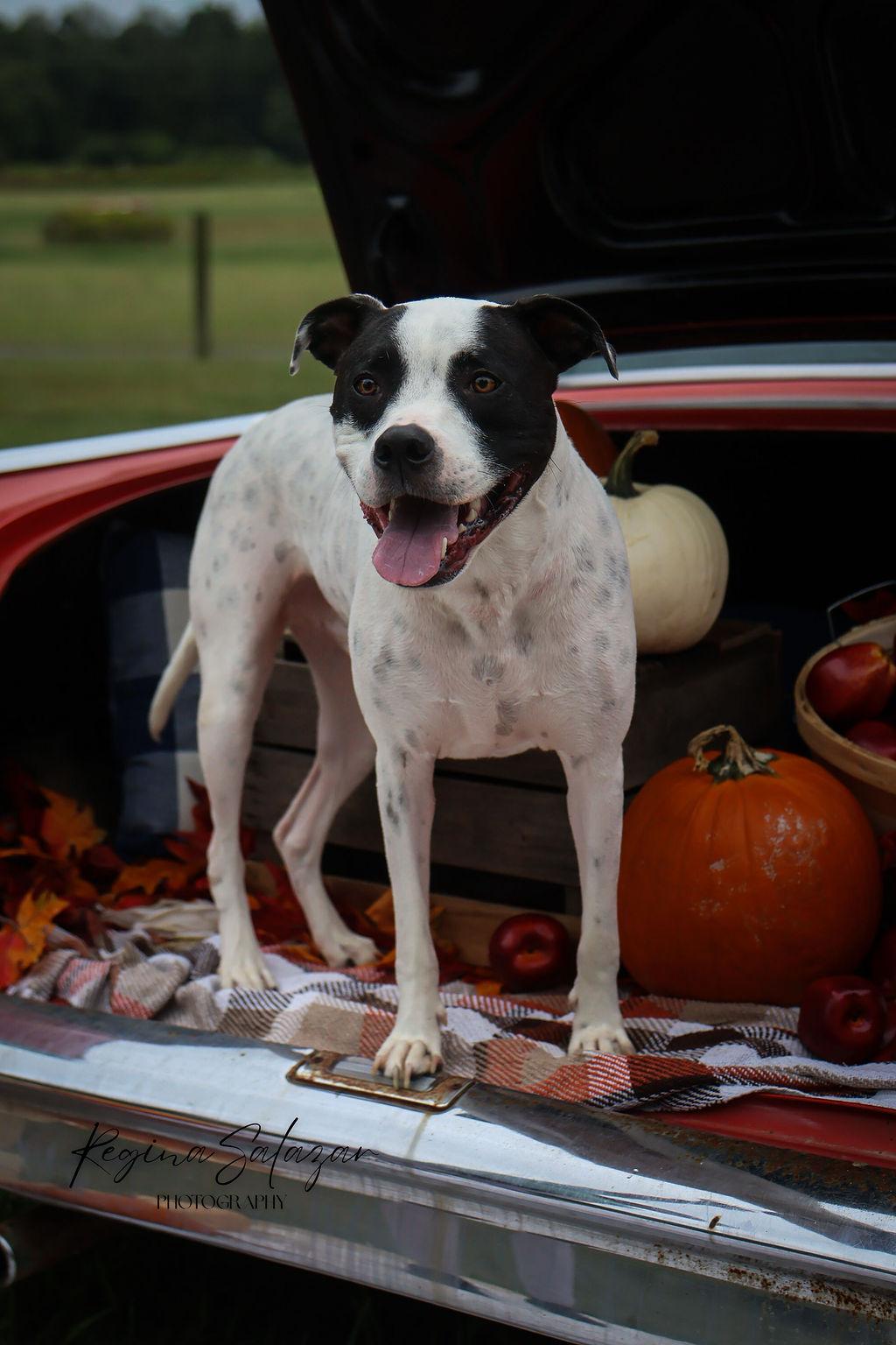 Tatum, a Adoptable mixed breed in Charlotte, NC image 1/6