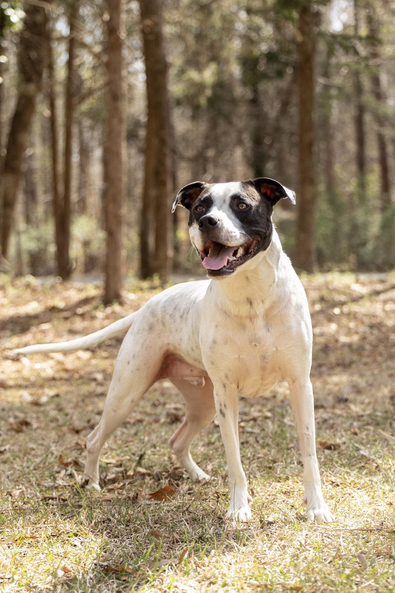 Tatum, Adoptable, Adult Male Pit Bull Terrier & Pointer.