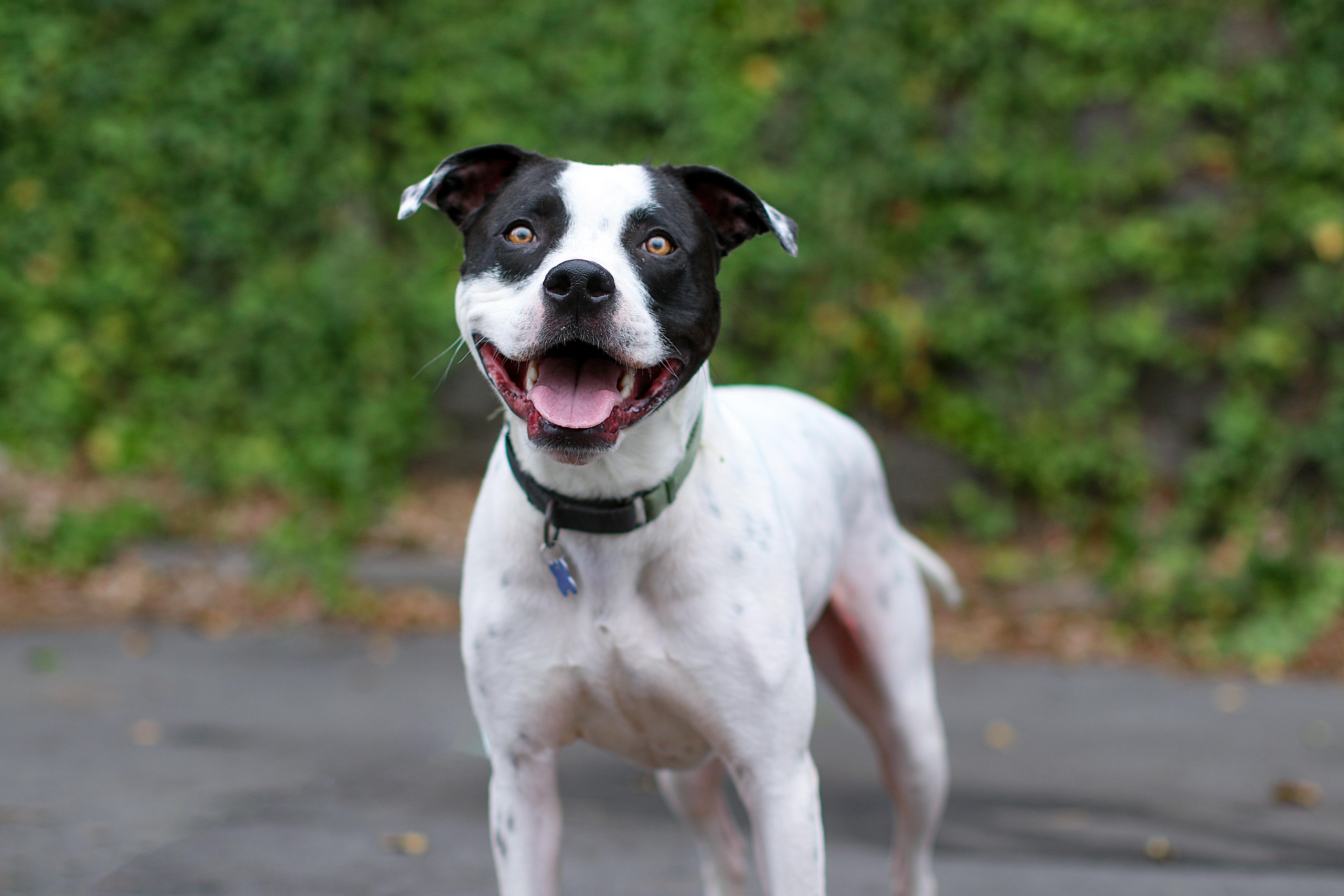 Tatum, Adult Male Pit Bull Terrier