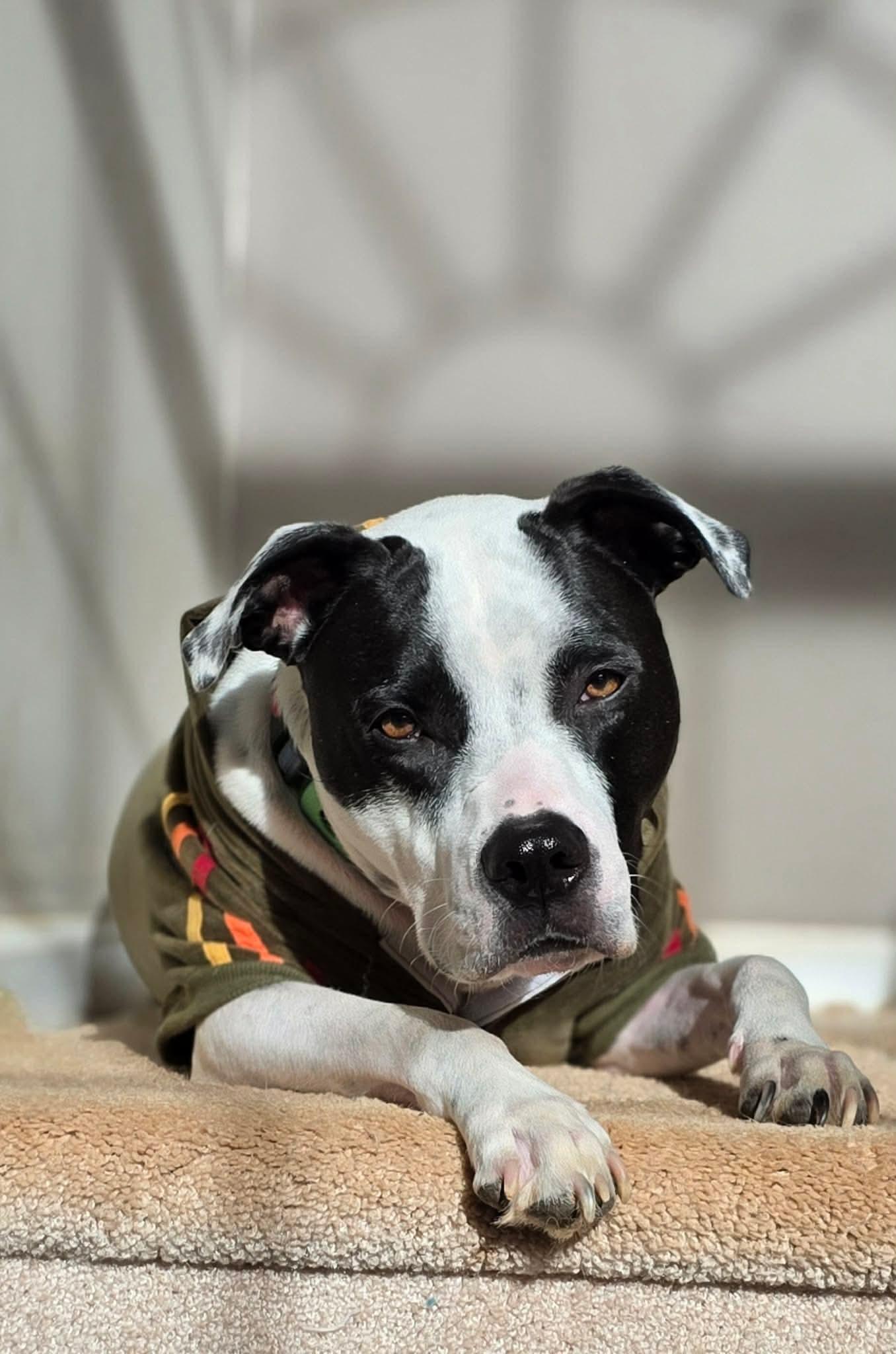 Enlarge Tatum, a Adoptable mixed breed in Charlotte, NC image 2/6