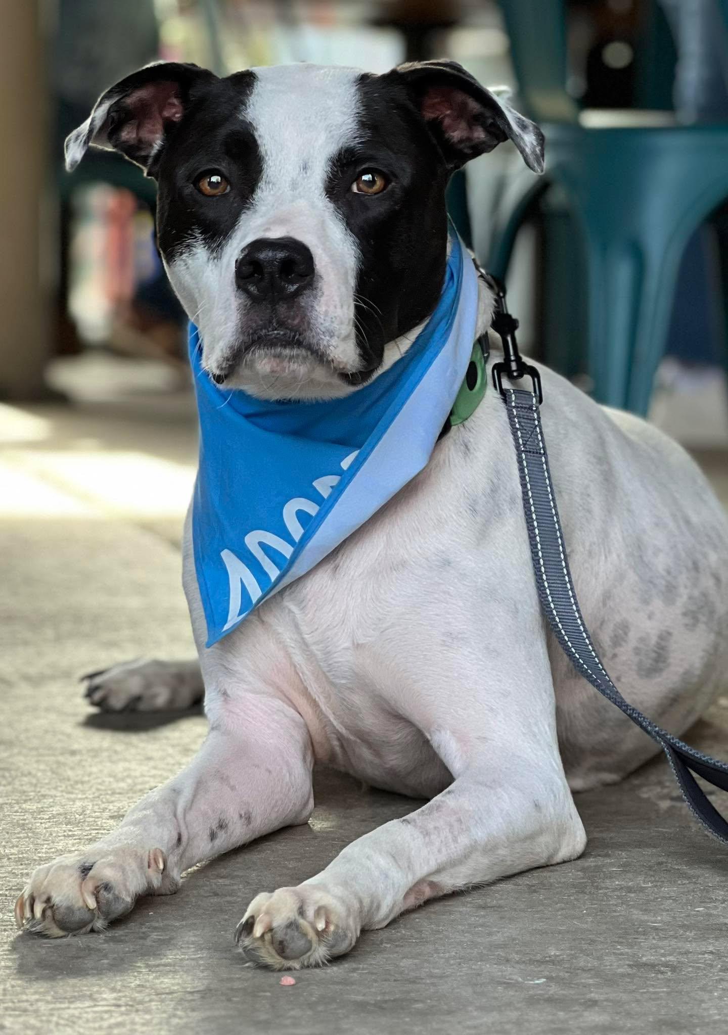 Tatum, Adoptable, Adult Male Pit Bull Terrier & Pointer.
