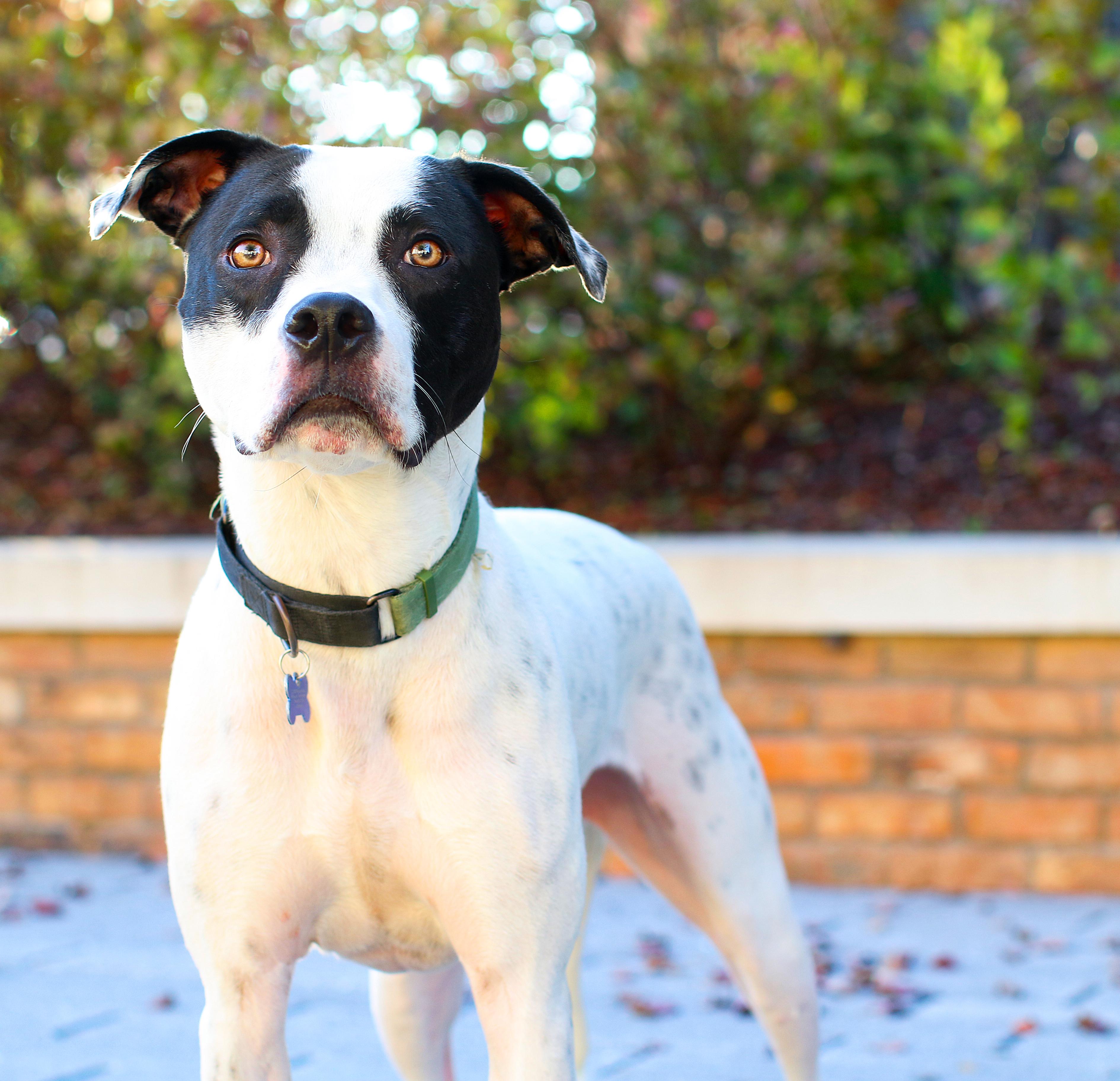 Tatum, a Adoptable mixed breed in Charlotte, NC image 5/6