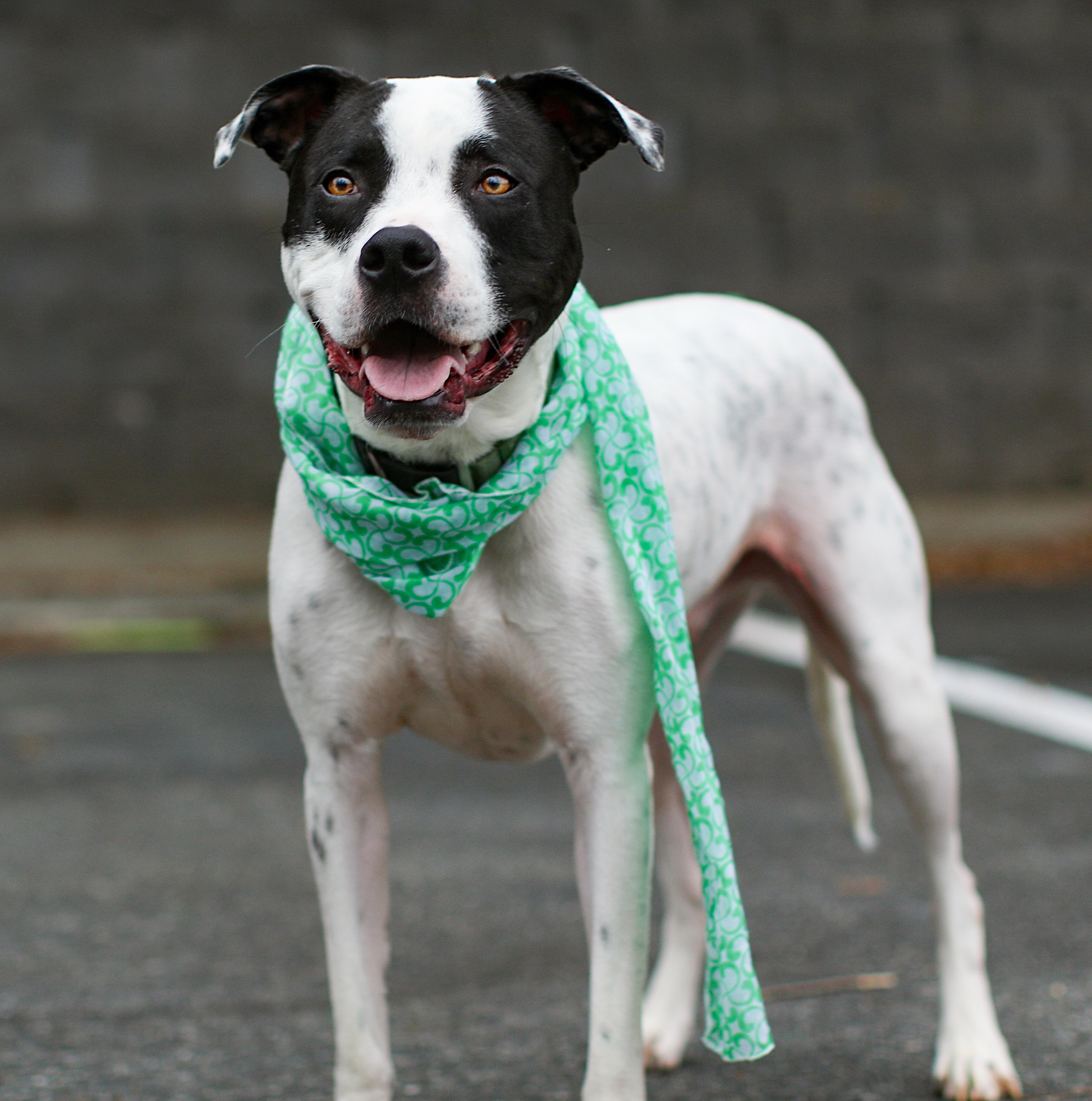 Tatum, a Adoptable mixed breed in Charlotte, NC image 4/6