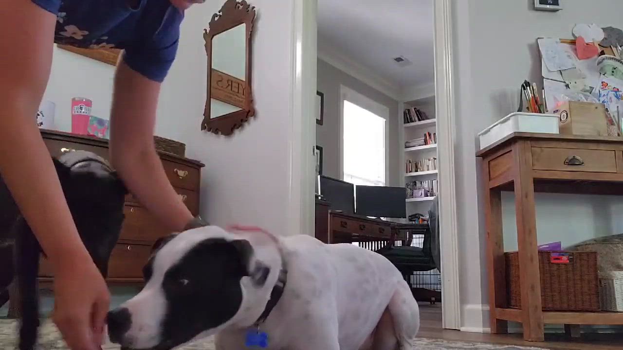 Enlarge Tatum, a Adoptable mixed breed in Charlotte, NC video 6/6