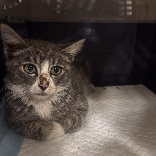 Enlarge Loxton, a Adoptable Domestic Medium Hair in Salt Lake City, UT image 1/1