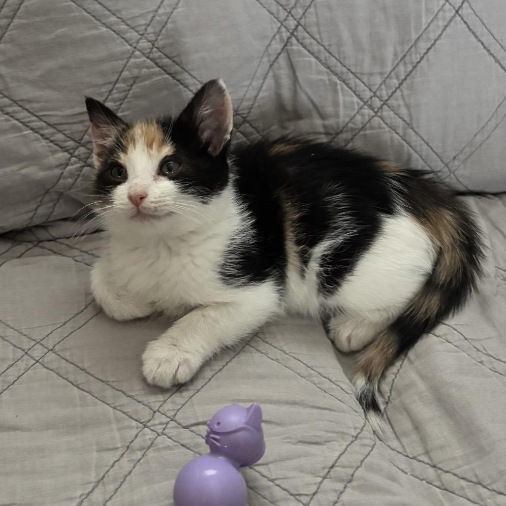 Purdy Felv+ Mama thumbnail 3