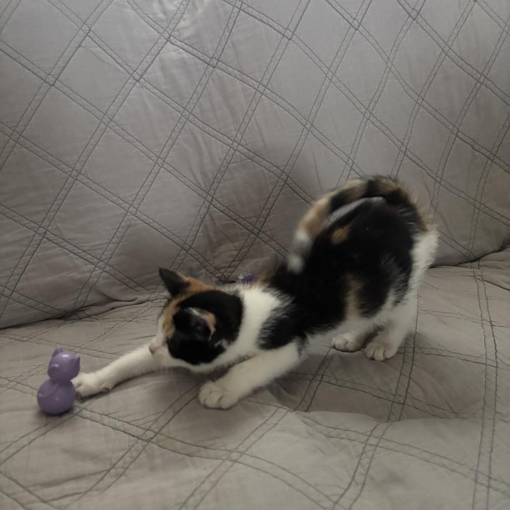 Purdy Felv+ Mama thumbnail 4